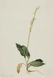 西洋ガラガラヘビオオバコ（Peranium decipiens）