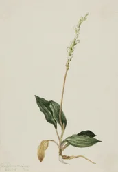 Western Rattlesnake Plantain Peranium decipiens, 1905.