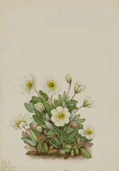 ホワイト・ドライヤード（Dryas octopetala）