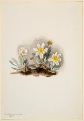 ホワイト・ドライヤード（Dryas octopetala）