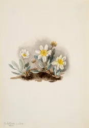 White Dryad Dryas octopetala, 1902.