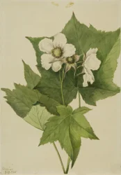 ホワイト・フラワー・ラズベリー（Rubus parviflorus）