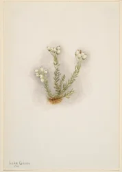 ホワイト・ヘザー（Phyllodoce grandiflora）