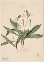 ホワイト・トラウトリリー（Erythronium albidum）