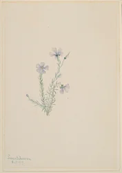 野麻