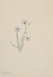 野生の亜麻 Linum lewisii, 1919.