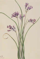 ワイルド・ヒヤシンス（Brodiaea pulchella）