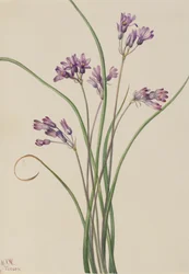ワイルドヒヤシンス Brodiaea pulchella, 1927.
