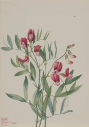 野生のエンドウ Lathyrus decaphyllus, 1938.