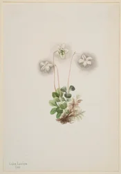 ウッドニンフ（Moneses uniflora）