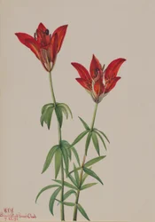 ウッドリリー (Lilium philadelphicum)