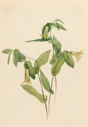 ウッド メリーベル Uvularia perfoliata, n.d.