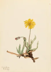 ウーリーアゴセリス（Agoseris villosa）