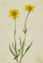 ウーリー・アルニカ (Arnica tomentosa)