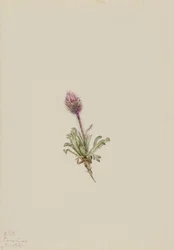 毛蚤草