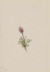 Woolly Fleabane Erigeron lanatus, 1921.