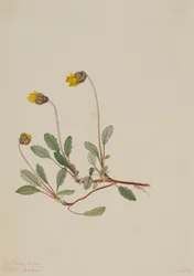 イエロー・ドライアド（Dryas drummondii）