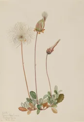 黄色いドライアド（果実）（Dryas drummondii）