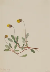 黄色のドライアド Dryas Drummondii、1904年。