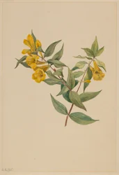 イエロー・ジェサミン（Gelsemium sempervirens）