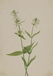 イエロー・ペントステモン（Pentstemon confertus）