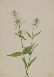 Yellow Pentstemon Pentstemon confertus, 1904.