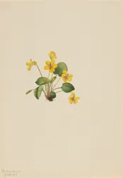 イエローバイオレット Viola orbiculata, 1916.