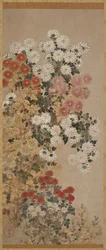 菊