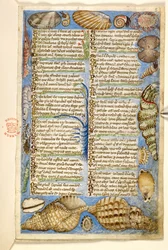 追加。 28841、f.5: 貝殻と海洋生物、美徳と悪徳に関する論文、およびシチリアの匿名の散文史 (断片)、c.1330-40 (ベラム)