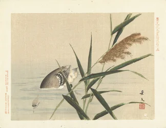 葦でのダイビング アヒル 景文の花鳥画 三部（連載タイトル） 景文課長画風講変