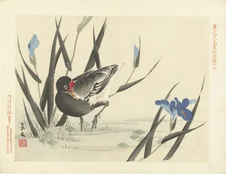 青い菖蒲の間のオオバン 景文の花鳥画 第三部（連載タイトル） 景文課長画風講変