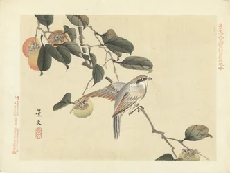 鳥と柿 景文の花鳥画 前編（連載タイトル） 景文課長画風全ペン