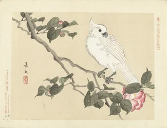 椿の枝の白いオウム; 慶文花鳥画譜 - 第三編（シリーズ名）; 慶文花鳥画譜後編（作品上のシリーズ名）