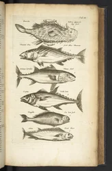 Tab III、マグロ、「Historiæ naturalus de quadrupetebus」のイラスト