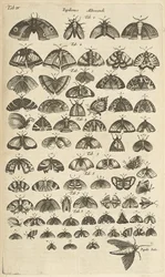 タブ。 IV、蝶と蛾、「四足動物の自然史」の挿絵