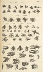 タブ I、ミツバチとスズメバチ、「四足動物の自然史」のイラスト
