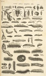 タブ XIX、毛虫、「四足動物の自然史」のイラスト