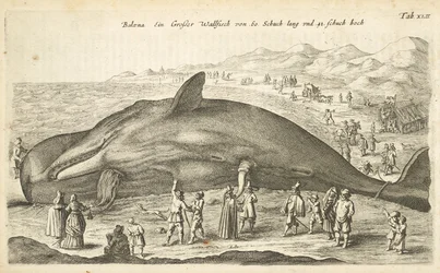 Tab XLII、クジラ、「Historiænaturalus de quadrupetebus」のイラスト