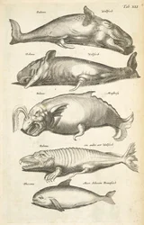 Tab XLI、クジラ、「Historiænaturale de quadrupetibus」のイラスト