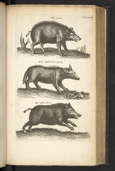 タブ 48、イノシシ、「Historiæ naturalus de quadrupetebus」のイラスト
