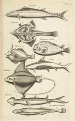 Tab XXXIX、魚種、「四足動物の自然史」からのイラスト