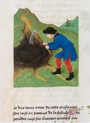 Le Livre des simples medecines - Matthaeus Plateariusの12世紀のラテン語写本（羊皮紙）をフランス語に翻訳。