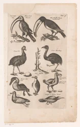 Toekans en andere vogels 鳥の自然史、ブック 6 J. ジョンストン (シリーズ タイトル)