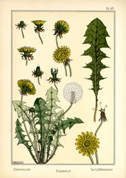 タンポポ (カラー リソ)