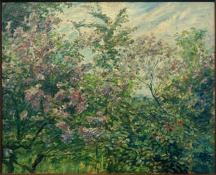 咲くライラック