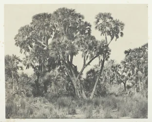 Doums palms, Upper Egypt, 184951, 1852年に印刷。