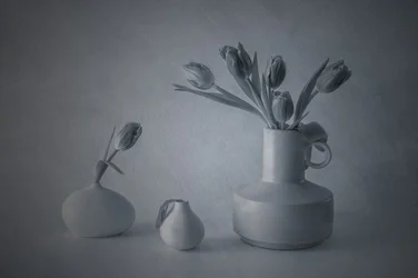 物憂げな静物画のチューリップ