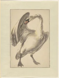 飼いならされた白鳥