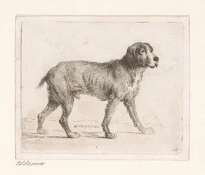 犬