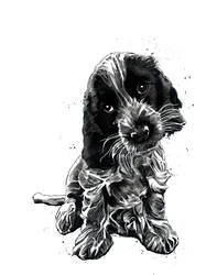 Rosie The Cocker Spaniel on White、2019